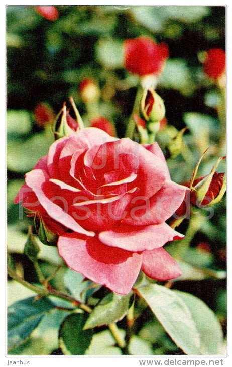 Seyanets GBS-27 - flowers - Roses - Russia USSR - 1973 - unused - JH Postcards