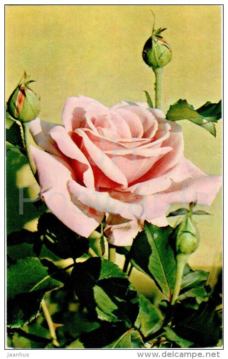 Freiburg II - flowers - Roses - Russia USSR - 1973 - unused - JH Postcards