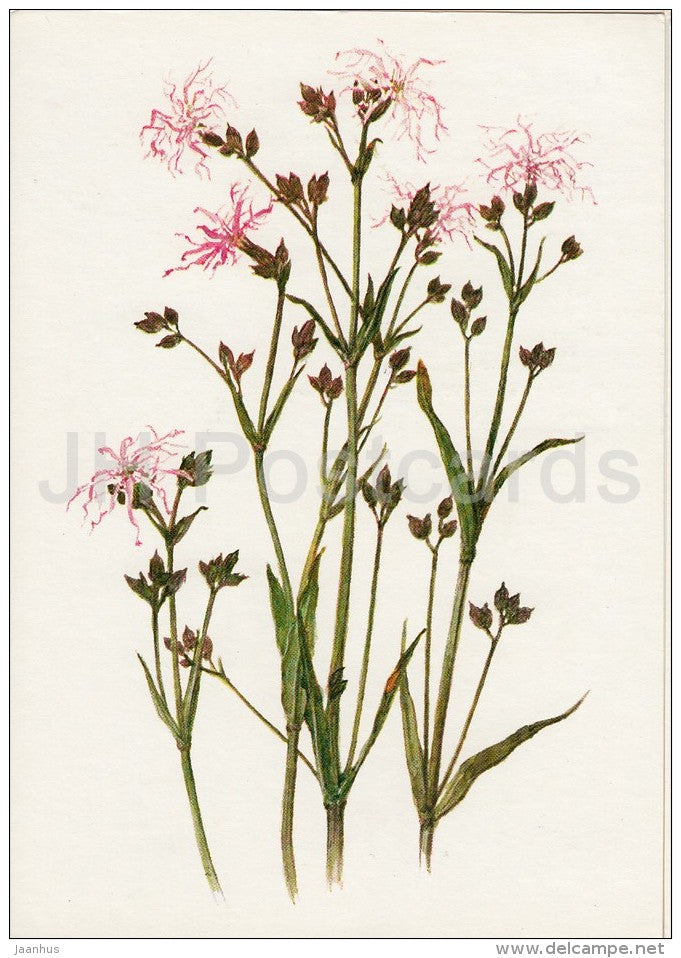 Ragged-Robin - Plants under protection - 1981 - Russia USSR - unused - JH Postcards