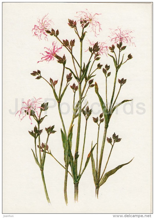 Ragged-Robin - Plants under protection - 1981 - Russia USSR - unused - JH Postcards