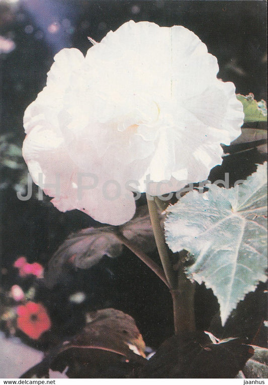 Begonia - flowers - plants - Bulgaria - unused - JH Postcards