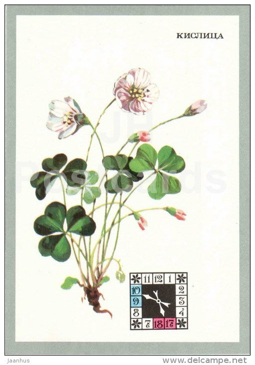 Wood Sorrel - Oxalis - Flowers-Clock - plants - flowers - 1980 - Russia USSR - unused - JH Postcards
