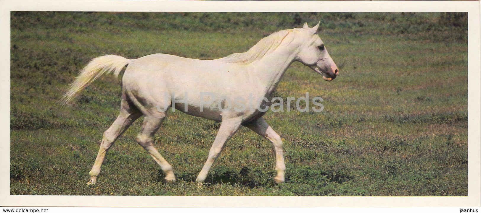 Arabian horse - horse breeds - 1988 - Russia USSR - unused - JH Postcards