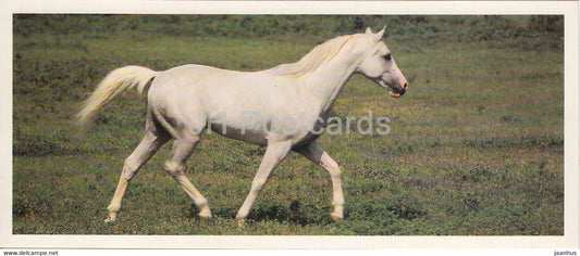 Arabian horse - horse breeds - 1988 - Russia USSR - unused - JH Postcards