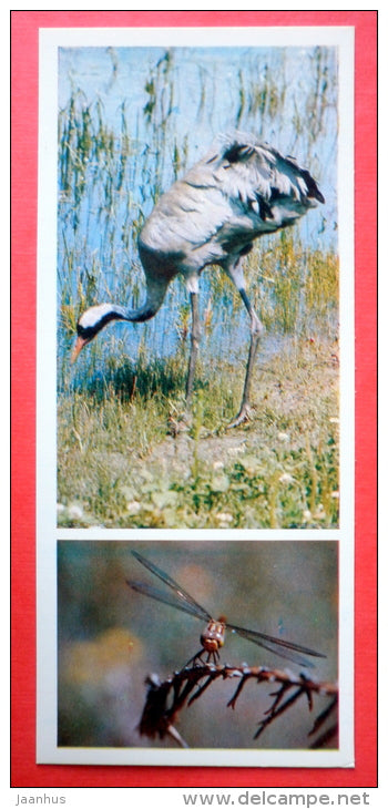 crane - birds - dragonfly - insect - Tsentralno-Lesnoy Nature Reserve - 1979 - USSR Russia - unused - JH Postcards