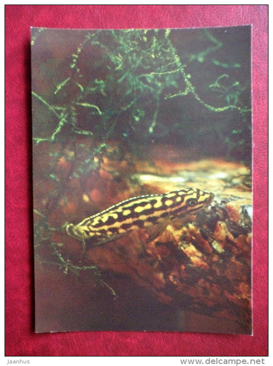Marlier's Julie - Julidochromis marlieri - aquarium fishes - 1982 - Russia USSR - unused - JH Postcards