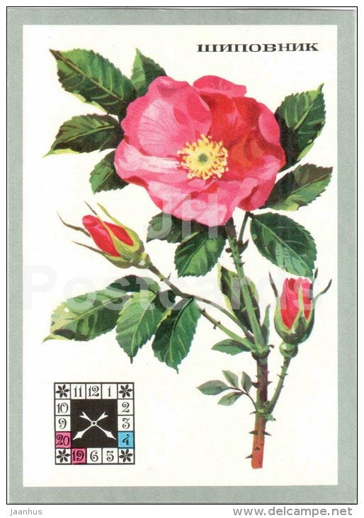 Sweet Briar - Rosa rubiginosa - Flowers-Clock - plants - flowers - 1980 - Russia USSR - unused - JH Postcards