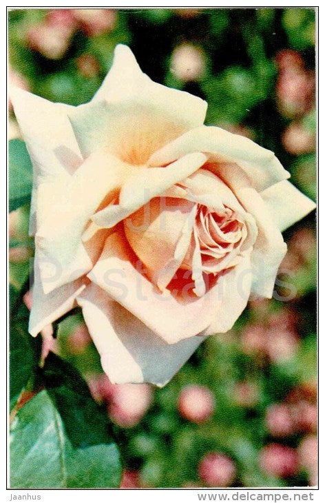 Yasnaya Polyana - flowers - Roses - Russia USSR - 1973 - unused - JH Postcards