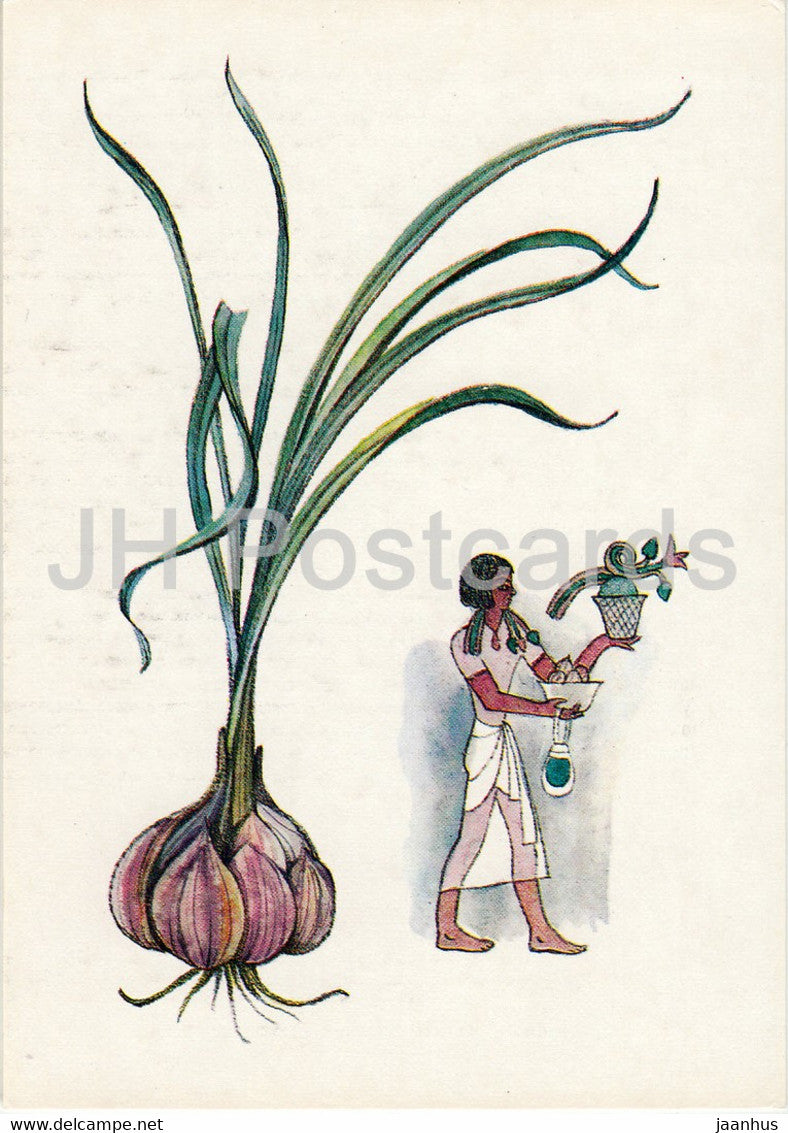 Garlic - Spice Plants - 1986 - Russia USSR - unused - JH Postcards
