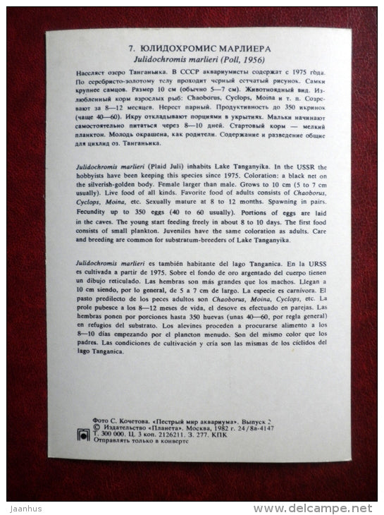 Marlier's Julie - Julidochromis marlieri - aquarium fishes - 1982 - Russia USSR - unused - JH Postcards