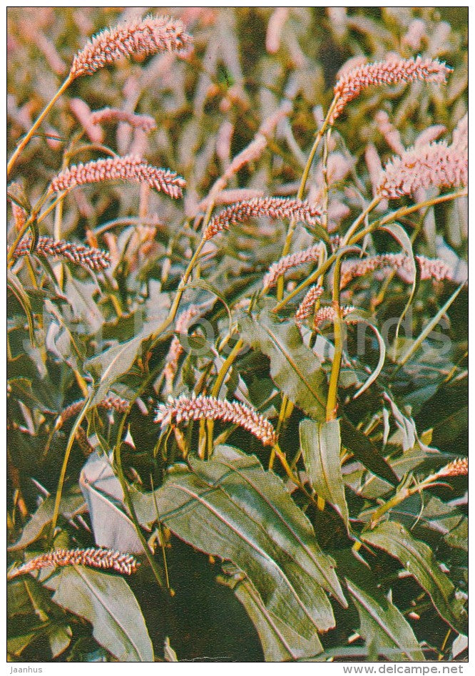 Bistort - Persicaria bistorta - Medicinal Plants - Herbs - 1980 - Russia USSR - unused - JH Postcards