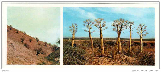 Pistachio - Ferula - Badhyz State Nature Reserve - 1981 - Turkmenistan USSR - unused - JH Postcards