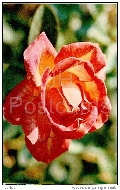 Piccadilly - flowers - Roses - Russia USSR - 1973 - unused - JH Postcards