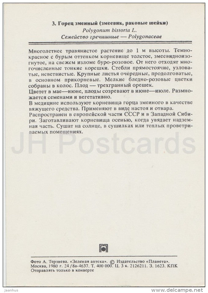 Bistort - Persicaria bistorta - Medicinal Plants - Herbs - 1980 - Russia USSR - unused - JH Postcards