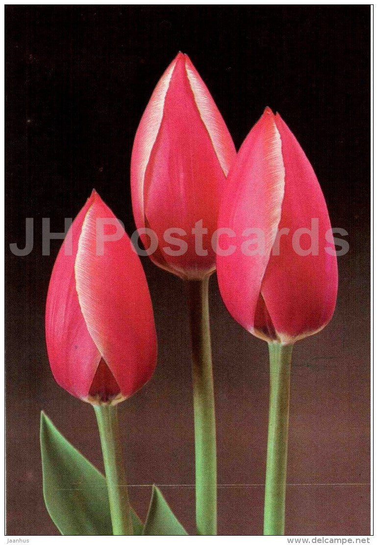Eric Hofsjo - Tulip - 1986 - Russia USSR - unused - JH Postcards