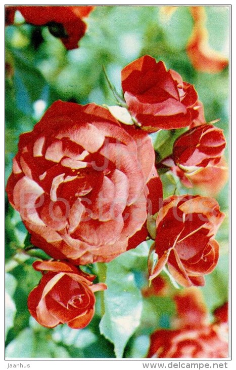 Fire King - flowers - Roses - Russia USSR - 1973 - unused - JH Postcards