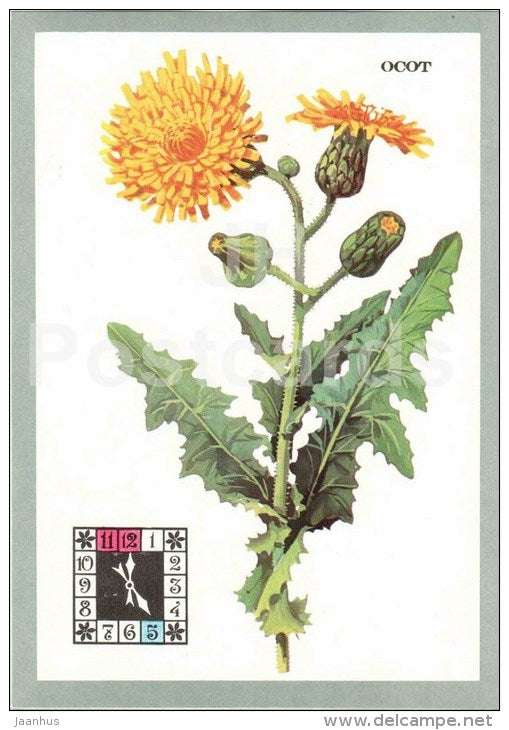 Sow thistle - Sonchus - Flowers-Clock - plants - flowers - 1980 - Russia USSR - unused - JH Postcards