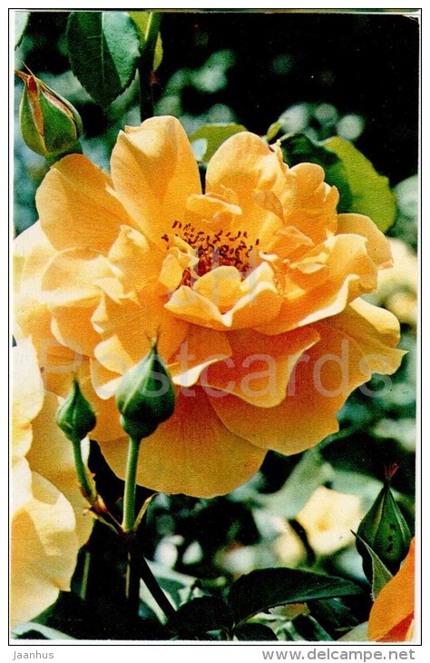 Mme Ch. Sauvage - flowers - Roses - Russia USSR - 1973 - unused - JH Postcards