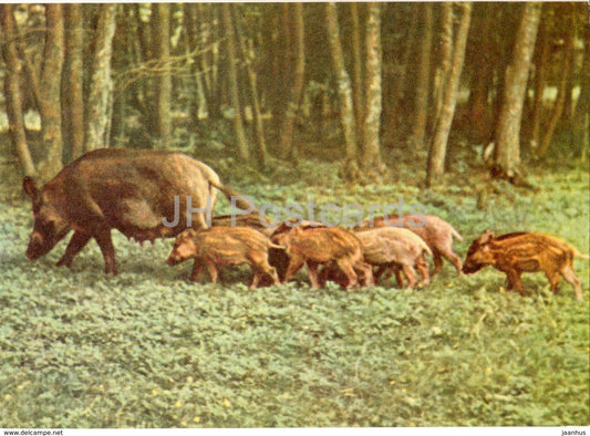 wild boar - Sus scrofa - animals - Crimea Nature Reserve - 1969 - Ukraine USSR -  unused - JH Postcards