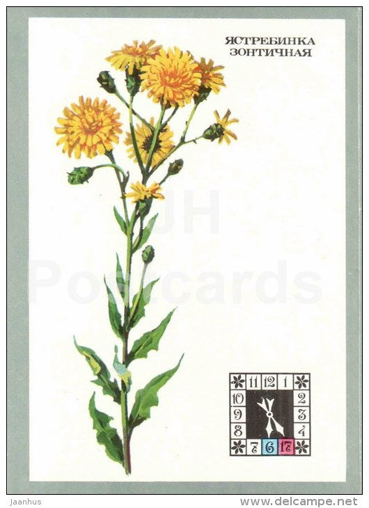 Hieracium umbellatum - Hawkweed - Flowers-Clock - plants - flowers - 1980 - Russia USSR - unused - JH Postcards