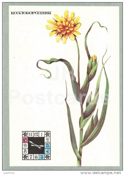 Salsify - Tragopogon - Flowers-Clock - plants - flowers - 1980 - Russia USSR - unused - JH Postcards