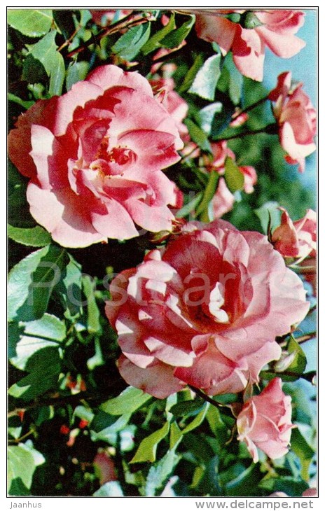 Centenair de Lourdes - flowers - Roses - Russia USSR - 1973 - unused - JH Postcards