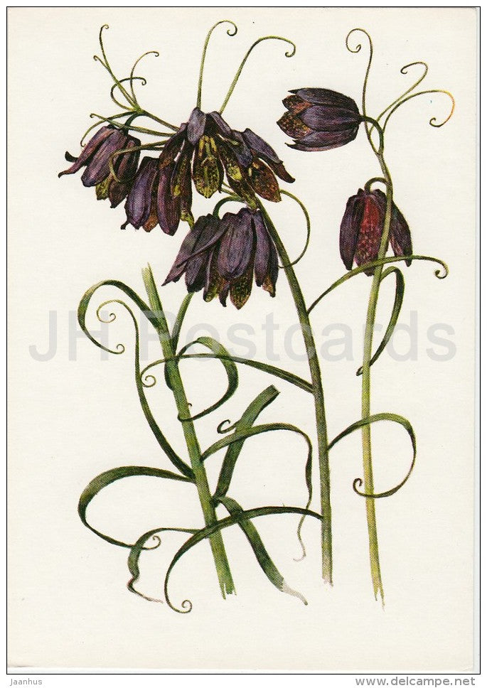 Fritillaria ruthenica - Plants under protection - 1981 - Russia USSR - unused - JH Postcards