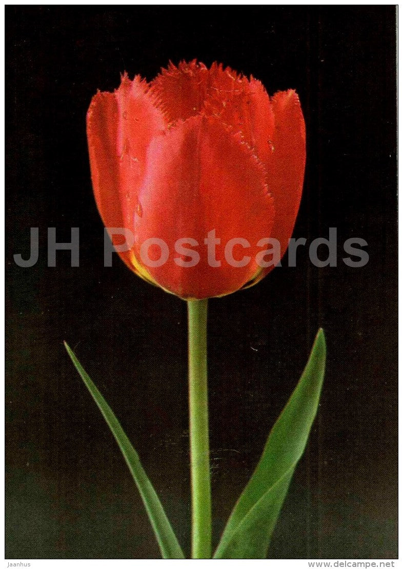 Fringed Apeldoorn - Tulip - 1986 - Russia USSR - unused - JH Postcards
