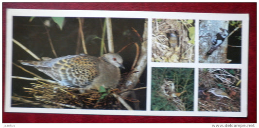 Kedrovaya Pad Nature Reserve - birds , Tristram's Bunting , Siberian Blue Robin - 1984 - Russia USSR - unused - JH Postcards