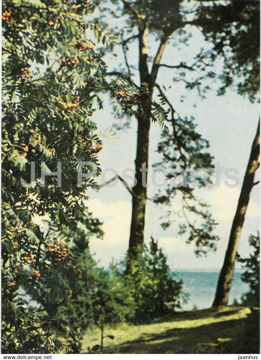 Jurmala - Dunes in Berzciems - Latvia USSR - unused - JH Postcards