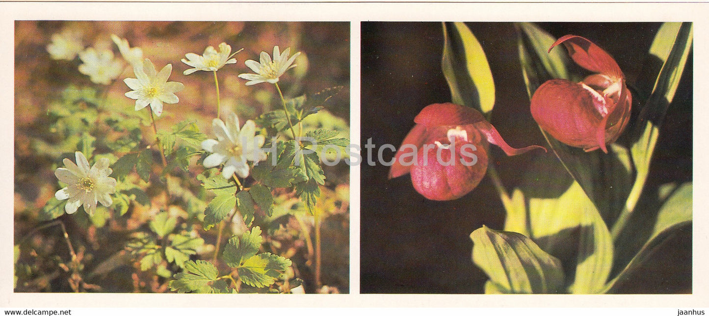 Anemone altaica - Lady's-slipper - Siberian Botanical Garden - 1985 - Russia USSR - unused - JH Postcards