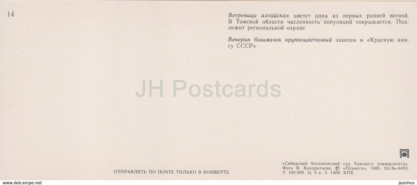 Anémone altaica - Cypripède - Jardin botanique de Sibérie - 1985 - Russie URSS - inutilisé