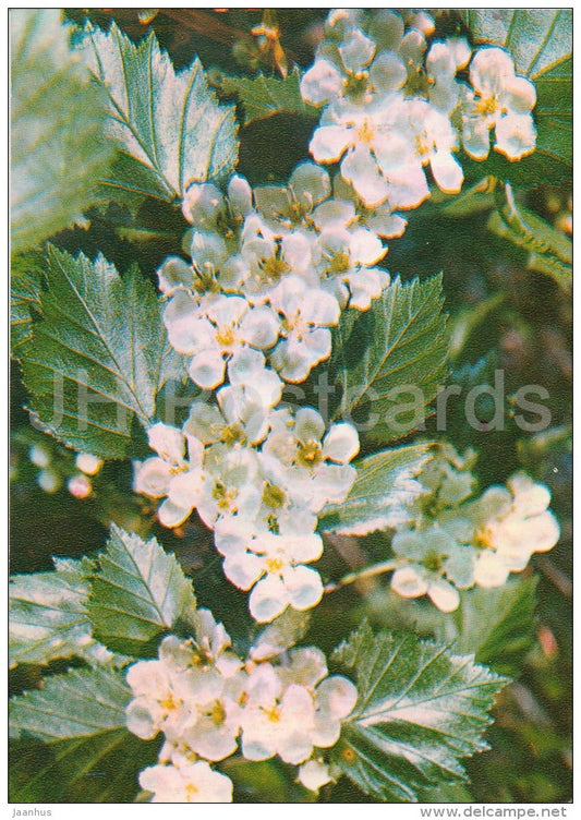 Siberian hawthorn - Crataegus sanguinea - Medicinal Plants - Herbs - 1980 - Russia USSR - unused - JH Postcards