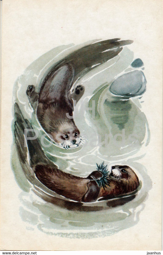 Sea otter - Enhydra lutris - illustration - Polar Animals - 1972 - Russia USSR - unused - JH Postcards