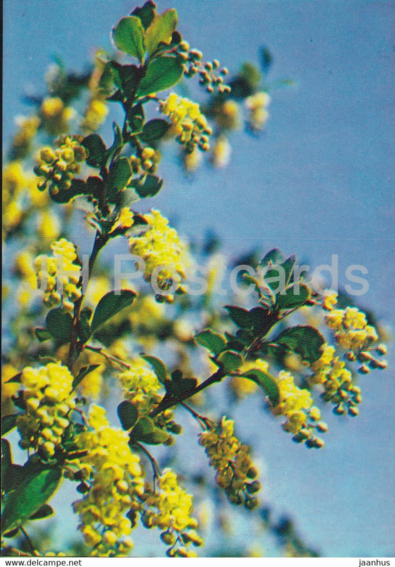 Barberry - Berberis vulgaris - Medicinal Plants - 1983 - Russia USSR - unused - JH Postcards