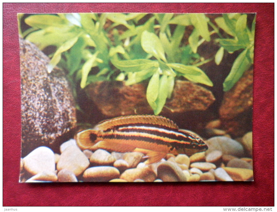 Golden julie - Julidochromis ornatus - aquarium fishes - 1982 - Russia USSR - unused - JH Postcards