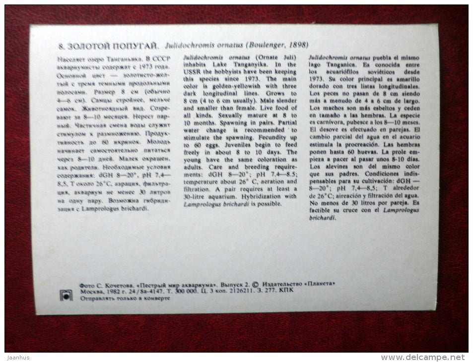Golden julie - Julidochromis ornatus - aquarium fishes - 1982 - Russia USSR - unused - JH Postcards