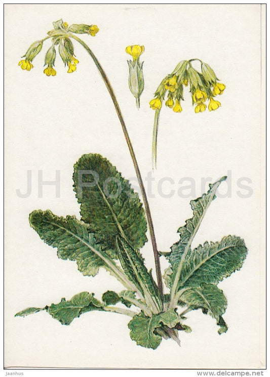 Cowslip - Primula veris - Plants under protection - 1981 - Russia USSR - unused - JH Postcards