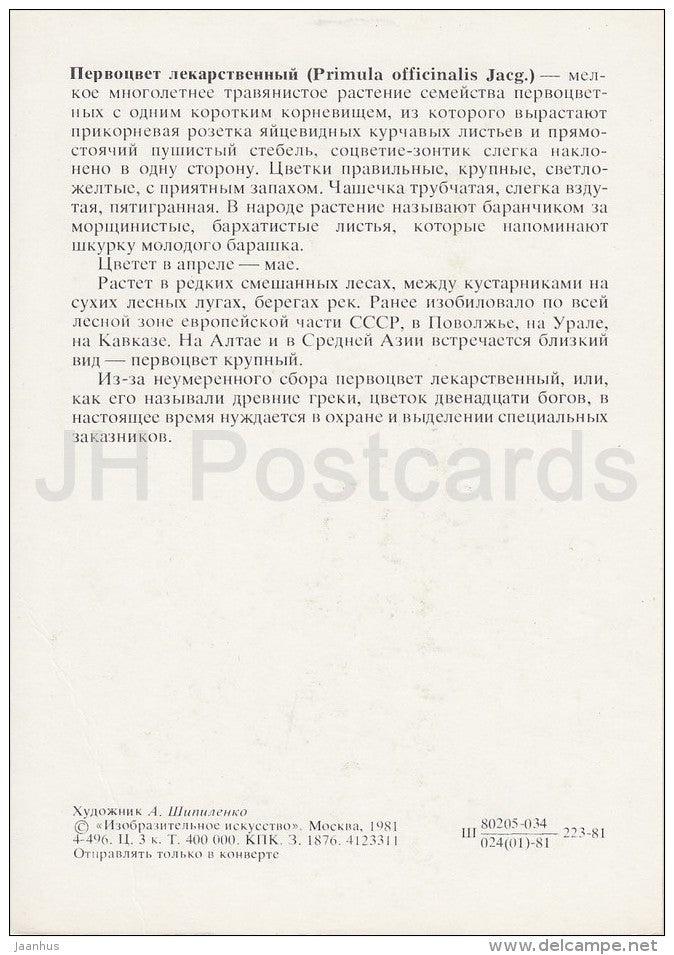 Cowslip - Primula veris - Plants under protection - 1981 - Russia USSR - unused - JH Postcards