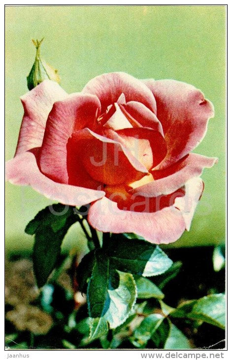 Gail Borden - flowers - Roses - Russia USSR - 1973 - unused - JH Postcards
