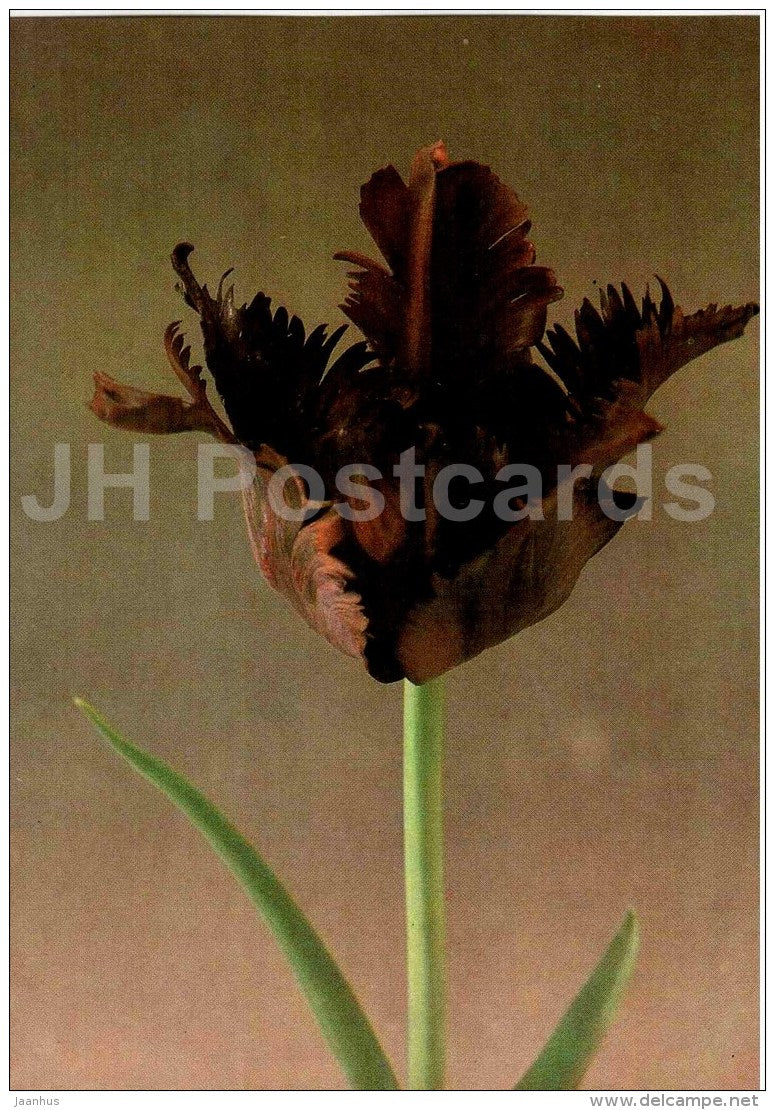 Black Parrot - Tulip - 1986 - Russia USSR - unused - JH Postcards