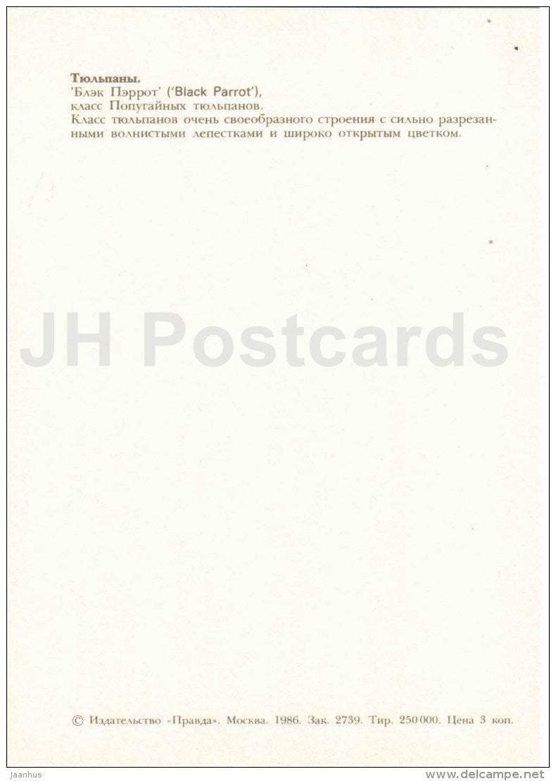 Black Parrot - Tulip - 1986 - Russia USSR - unused - JH Postcards