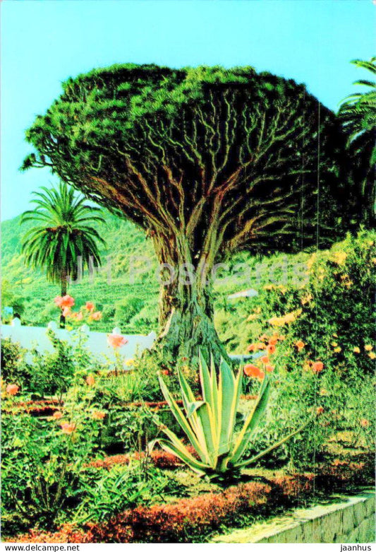 Icod de Los Vinos - Tenerife - Drago Milenario - Dragon Tree - 97 - Spain - unused - JH Postcards