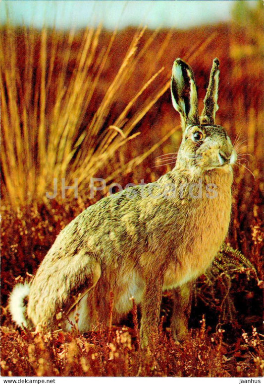 Haas - Hare - Rabbit - animals - 400/1 - Netherlands - used - JH Postcards