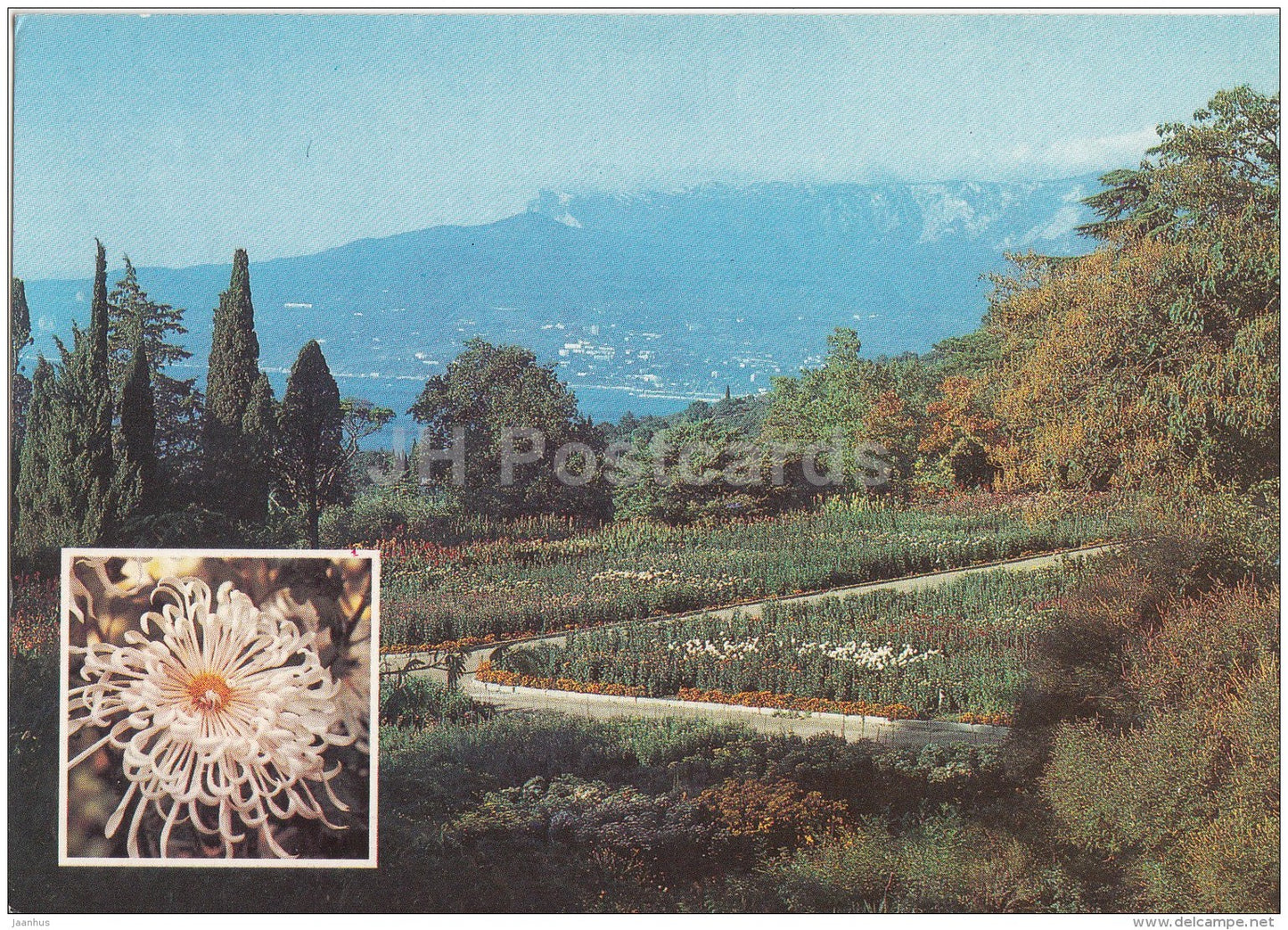 Exhibition of Chrysantemums - Chrysantemum Dancer - Nikitsky Botanical Garden - 1991 - Ukraine USSR - unused - JH Postcards