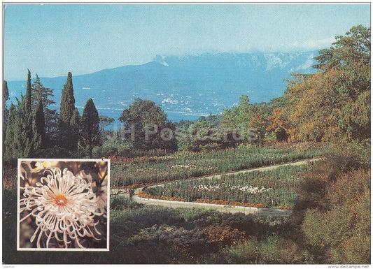 Exhibition of Chrysantemums - Chrysantemum Dancer - Nikitsky Botanical Garden - 1991 - Ukraine USSR - unused - JH Postcards