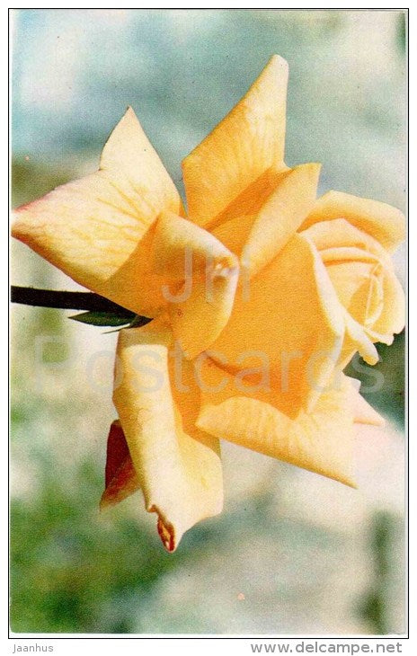 Goldkrone - flowers - Roses - Russia USSR - 1973 - unused - JH Postcards