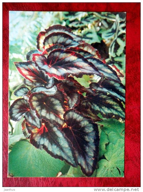 Begonia cathyana - flowers - 1987 - Russia - USSR - unused - JH Postcards