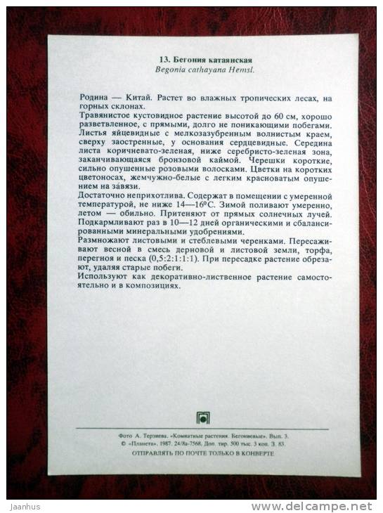 Begonia cathyana - flowers - 1987 - Russia - USSR - unused - JH Postcards