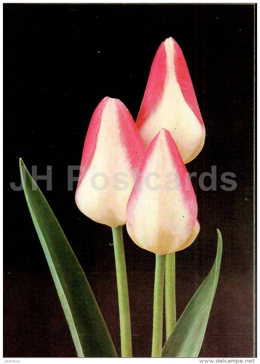 Tender Beauty - Tulip - 1986 - Russia USSR - unused - JH Postcards